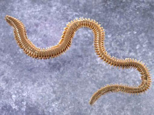 erdek boru kurdu ile balık avı erdek boru kurdu ile balık avı