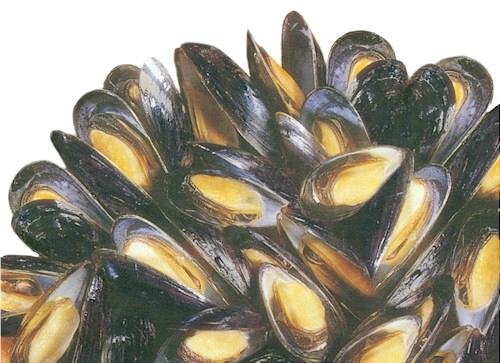 erdek midye ile balık avı erdek midye ile balık avı